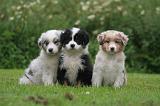 BERGER AUSTRALIEN PUPPIES 832